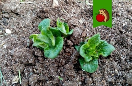 ��� ��������� ��������� ���������: ������ ��� ��������� �����������