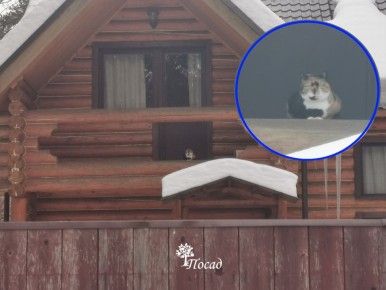 ��������� ������� �������: ������ ����� ���� � ���������� ���� �����������