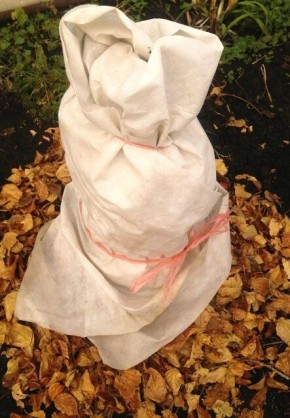 Как подготовить розы к зимним холодам?