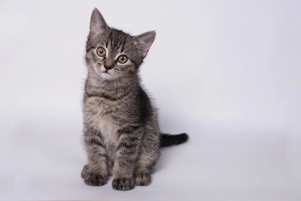 �������, 1 �����, ����������� �������� ���� �����