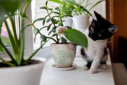 Котики! Весна!. Сегодня первый день весны и День кошек