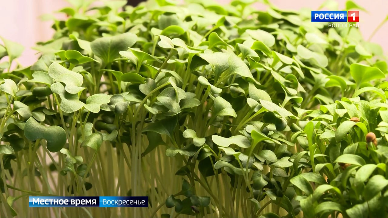 Выращивать зелень прямо на своем подоконнике предпочитает немало россиян Выращивать зелень прямо на своем подоконнике предпочитает немало россиян