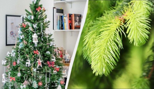 Как превратить новогоднюю елку в ценное удобрение: 3 креативных решения