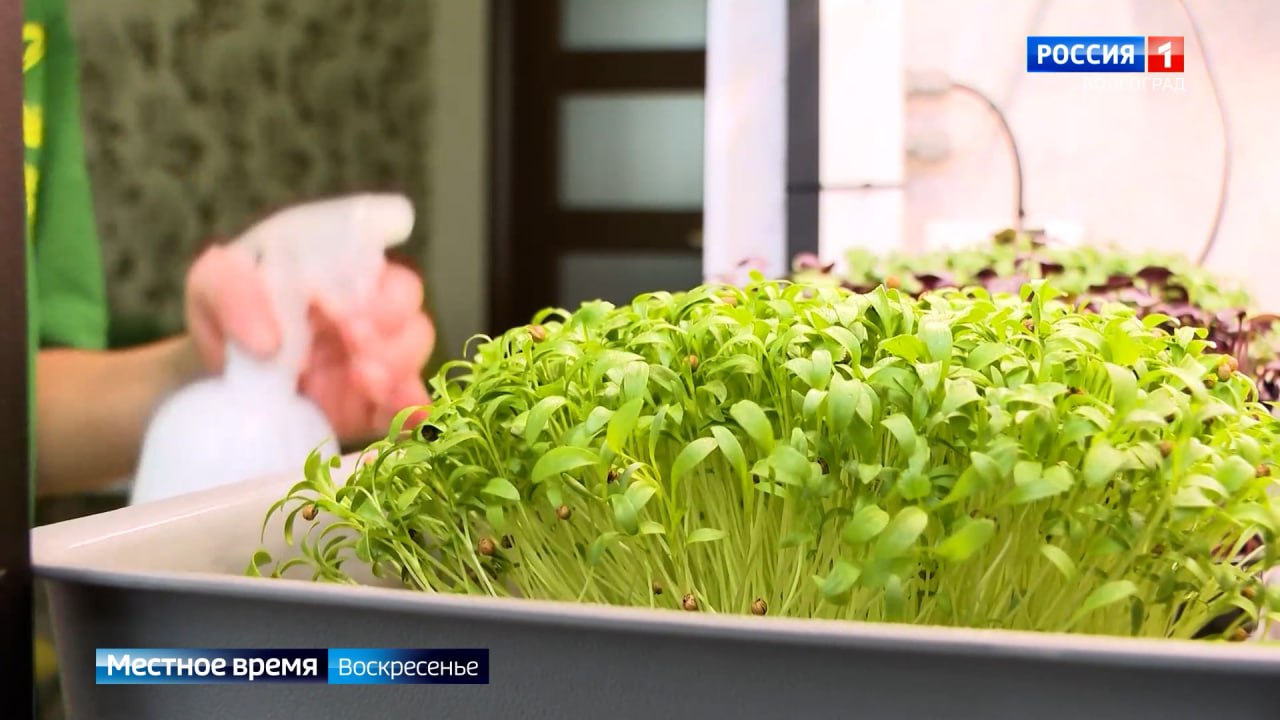 Выращивать зелень прямо на своем подоконнике предпочитает немало россиян Выращивать зелень прямо на своем подоконнике предпочитает немало россиян