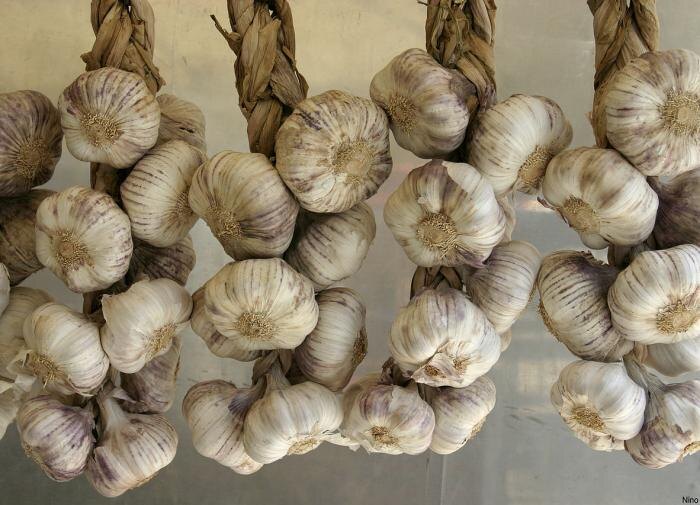 Как вырастить озимый чеснок: секреты здорового урожая