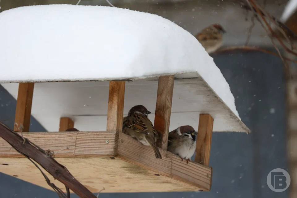 3 марта - день Овсянки. Православные чтят память преподобноисповедника Владимира, а в народе встречают скорое тепло по первой птичке-овсянке