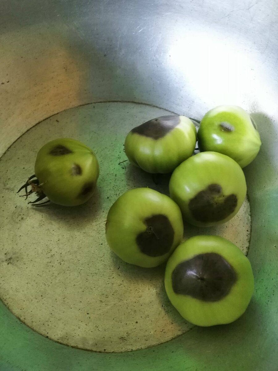 Вершинная гниль у томатов