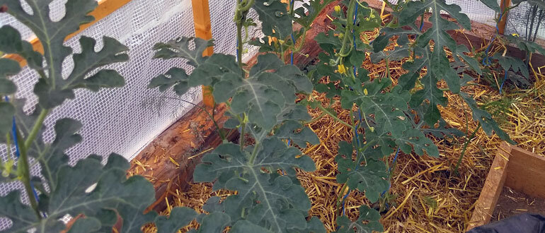 Советы по выращиванию арбузов: секреты здоровья и урожая