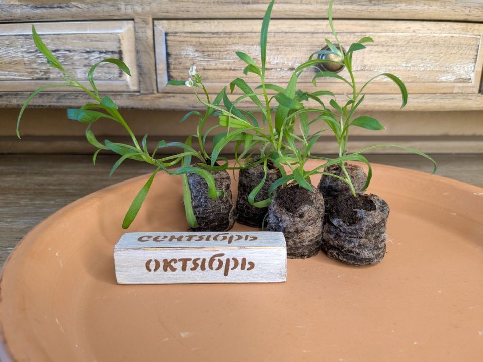 ������� ��������� ������������: ��� �������� ������� �����