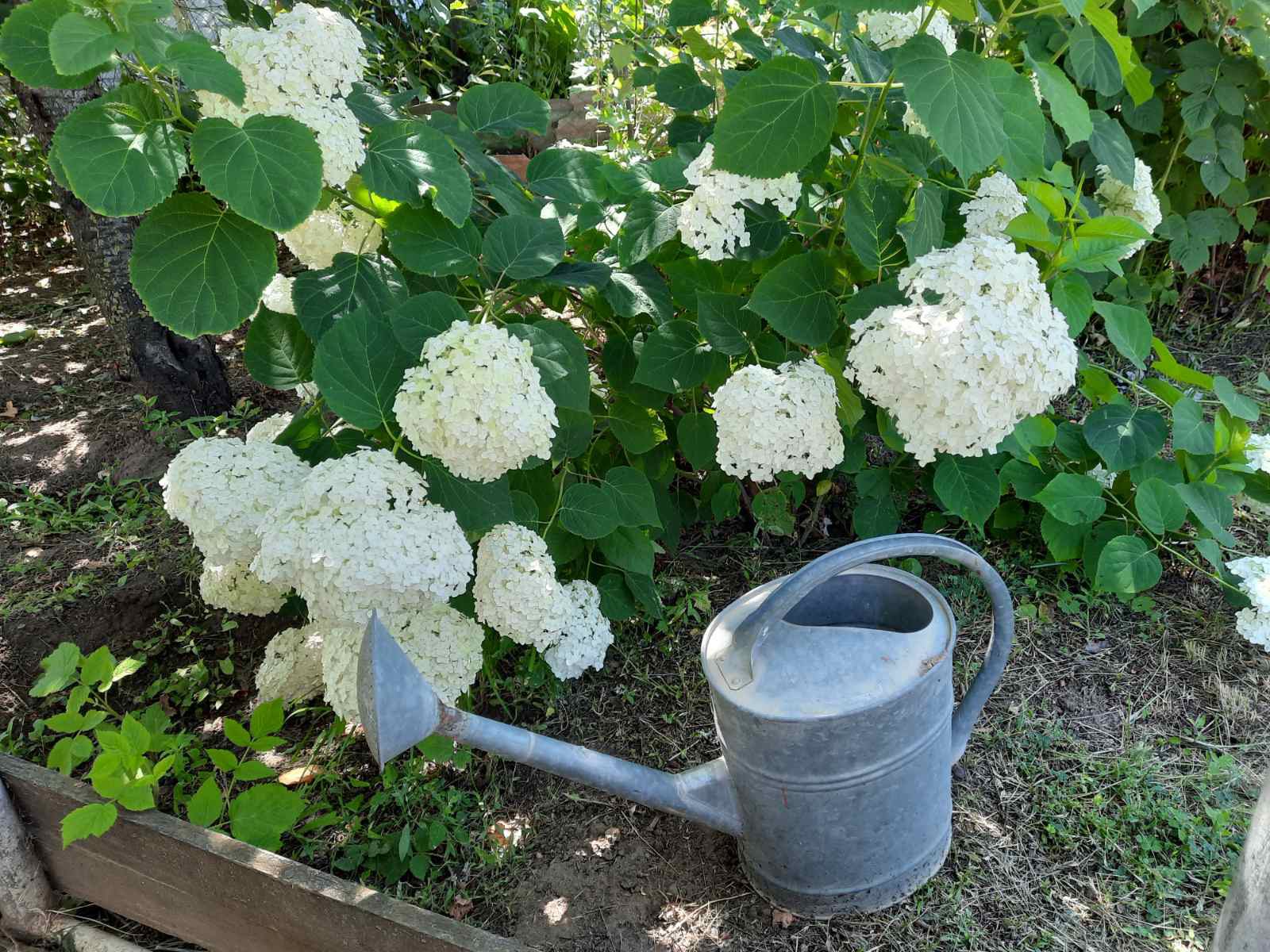 С 1 апреля жителям частных домов в Волгограде возобновляют начисление платы за полив земельных участков