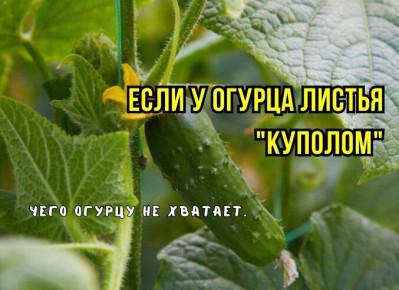 ������ ������ ������� ���������� �������: ������������ �����