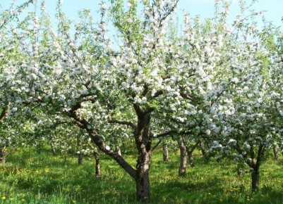 Как правильно обрезать деревья: советы эксперта для здорового сада