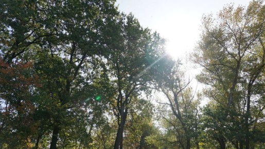 В Волгоградской области начнется борьба с борщевиком и американским кленом