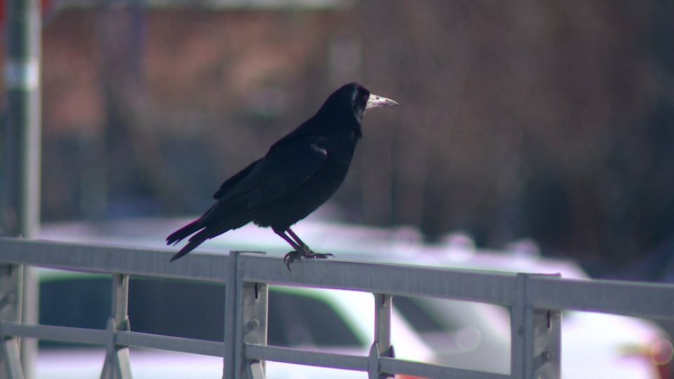 � ������������� ������� �������� ������