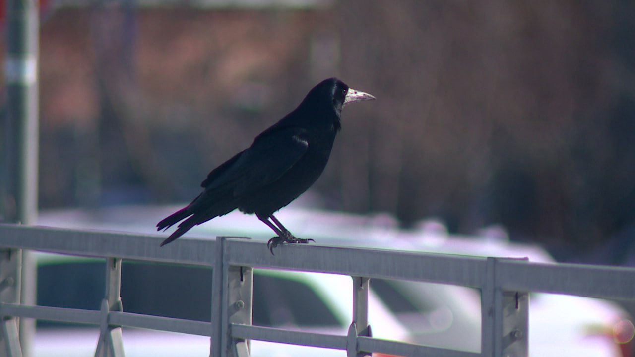 В Волгоградскую область вернутся морозы