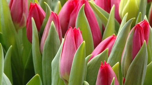 ���������� �������� ���������� ����������� ����������� � �������������� �������� ���