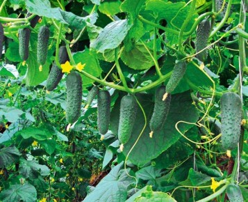 ��� ����������� ������� � ������� ������� �������� ��� ������