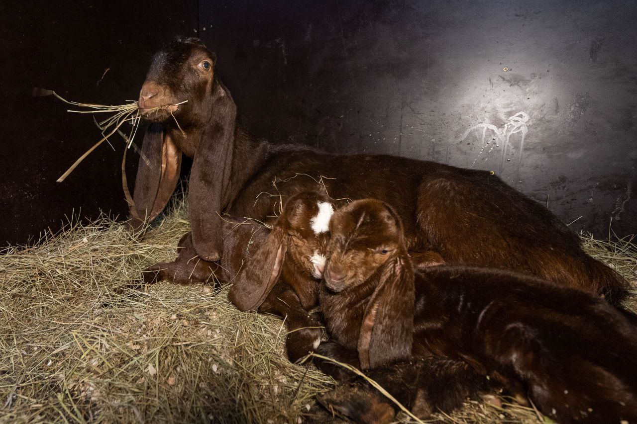 Первые козлята родились 8 марта в ЦПКиО