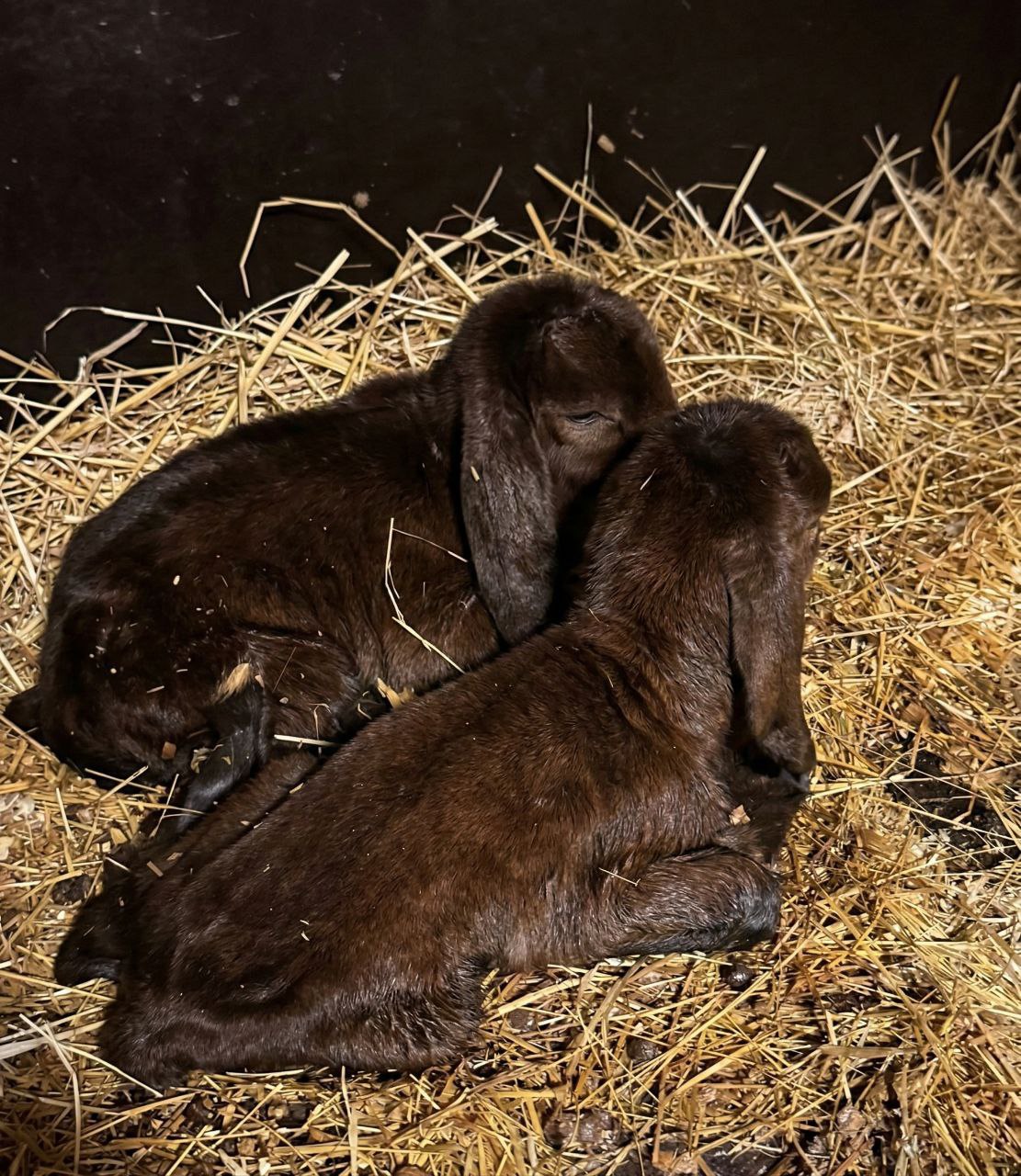 Первые козлята родились 8 марта в ЦПКиО Первые козлята родились 8 марта в ЦПКиО