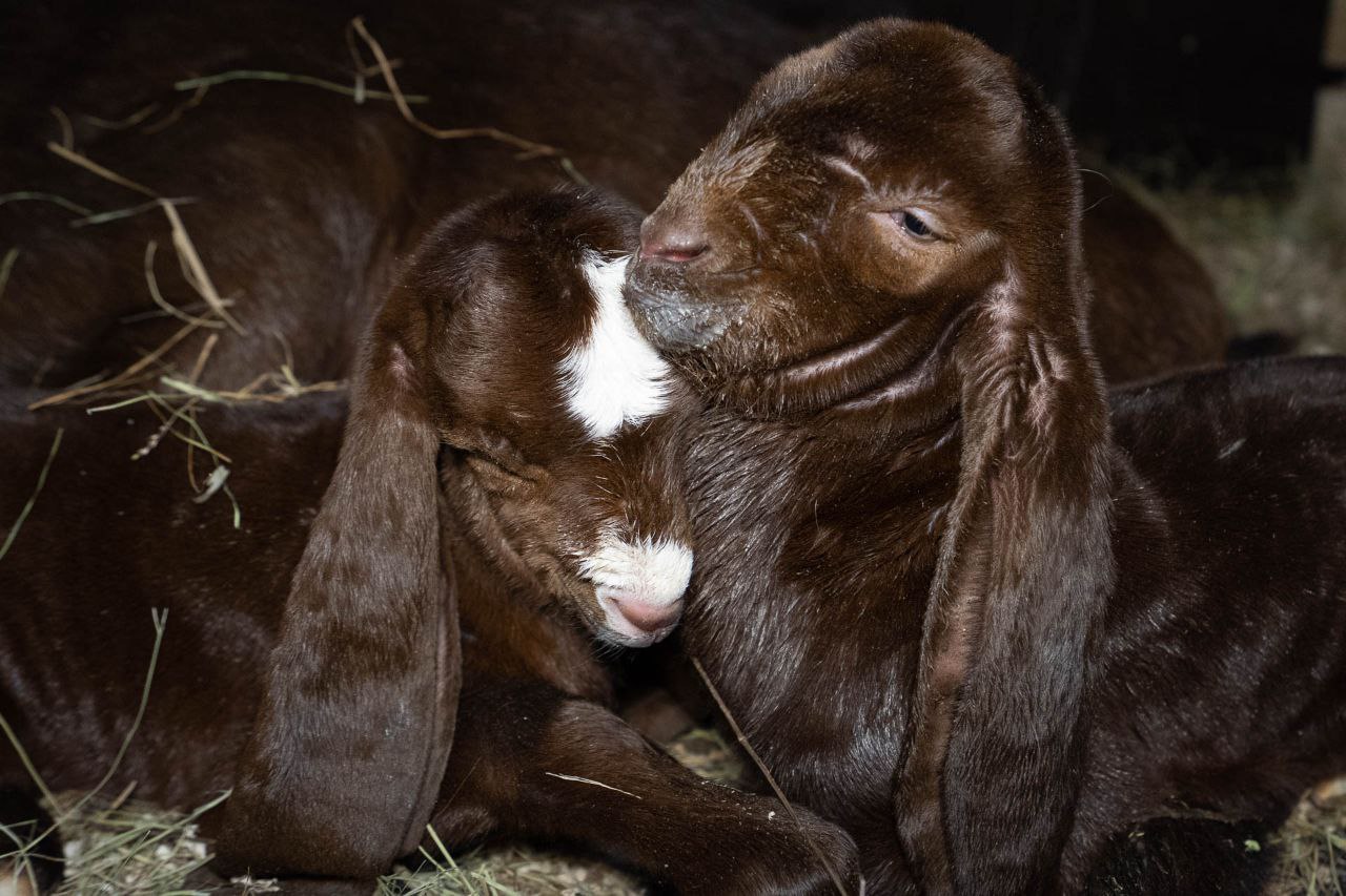 Первые козлята родились 8 марта в ЦПКиО Первые козлята родились 8 марта в ЦПКиО