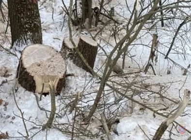 Полицейские г. Михайловки задержали подозреваемого в незаконной рубке дубов