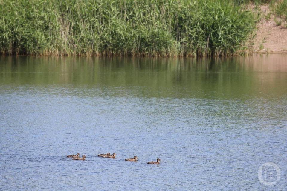 Суд обязал гражданина возместить более 1,3 миллиона рублей за ущерб, нанесенный почвам в Волгоградской области