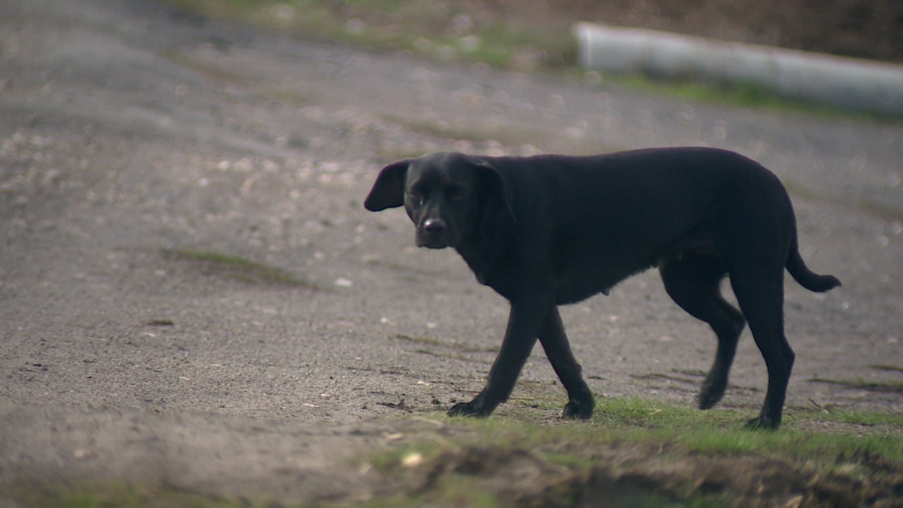 Более 1500 человек обратились в поликлиники по поводу укусов животными в Волгоградской области с начала года