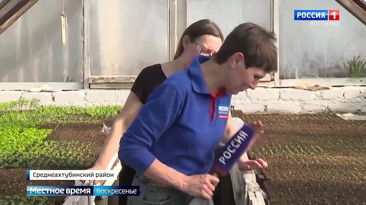 Весенний ажиотаж! Волгоградские фермеры выращивают рассаду в теплицах