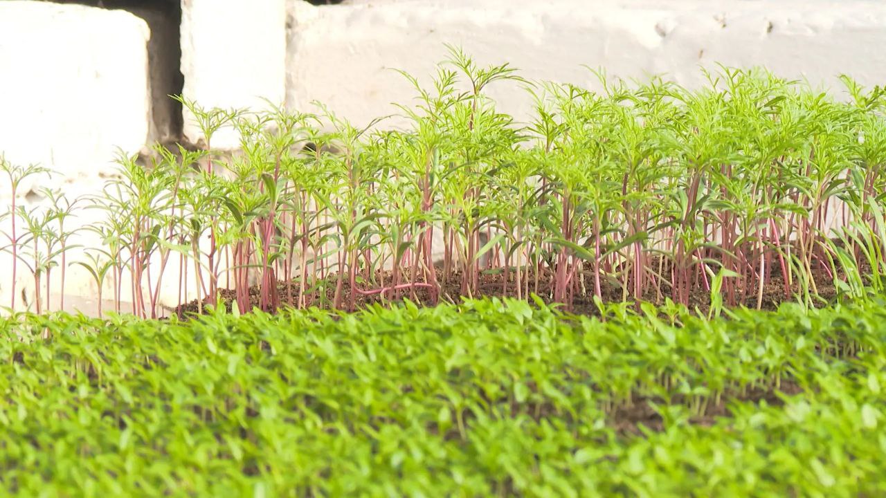 Весенний ажиотаж! Волгоградские фермеры выращивают рассаду в теплицах Весенний ажиотаж! Волгоградские фермеры выращивают рассаду в теплицах