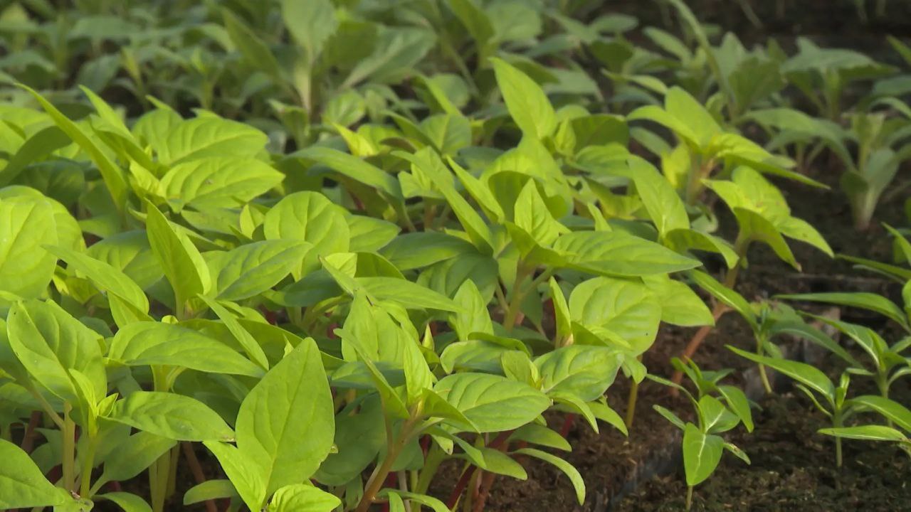 Весенний ажиотаж! Волгоградские фермеры выращивают рассаду в теплицах Весенний ажиотаж! Волгоградские фермеры выращивают рассаду в теплицах