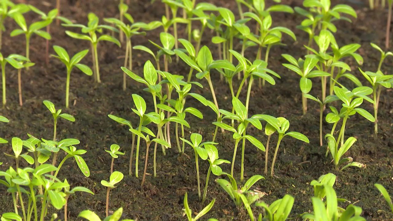 Весенний ажиотаж! Волгоградские фермеры выращивают рассаду в теплицах Весенний ажиотаж! Волгоградские фермеры выращивают рассаду в теплицах
