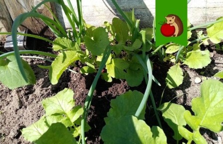 ��� ��������� ����� � �������: ������ ��� �������� ������