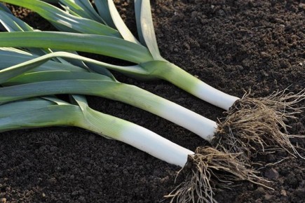 ��� ��������� ��������� ������� ���� �����: ������� �������� ������� � �����