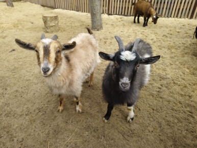 ����������� ���� ���� � �������� �� ����� ���������� ������ �������