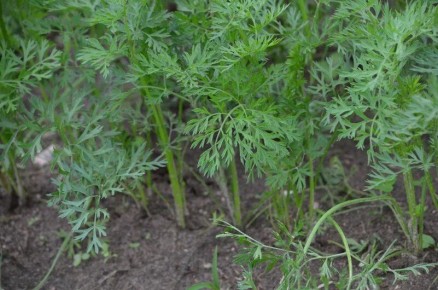 ������ ������� ������ ������: 5 ������, � ������� ����� �����