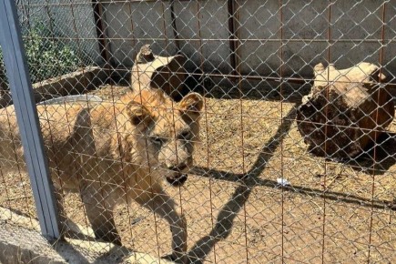 ����������� ������ ���� ����� �� ��������� ���������� � ���������