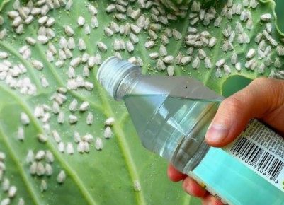 ����������� �������� ������ ���: ��� �� ��������� ������ ���