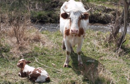 Почему вкусовые качества коровьего молока могут удивлять?