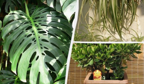 ������ ��������� �������� � ������ ������ ������: �������� ���������� ������� �����