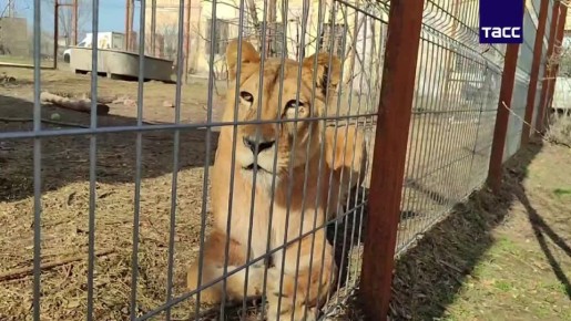 Львята, которые были привезены из Дагестана, могут отправиться в зоопарк в Белоруссии, сообщила ТАСС директор фонда защиты животных и приюта "Дино" Анжела Макарова