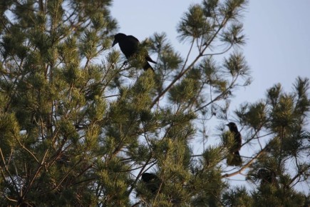 ������� ��������� � ���������