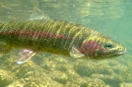 Форель: Жемчужина Пресных Вод и Кулинарный Шедевр