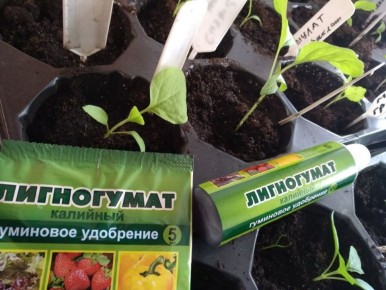 ��� ����� ����� � ������� ��� ��������� �������