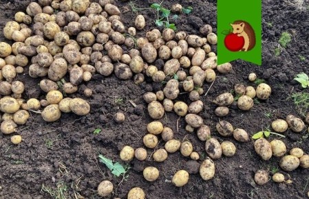 ����� ������������ �� ����: ���� ����� � �������� ������ ��������