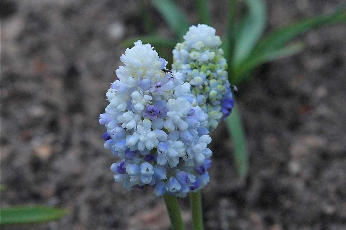 Мускари 'Double Beauty': цветок, который меняет расцветку каждую неделю