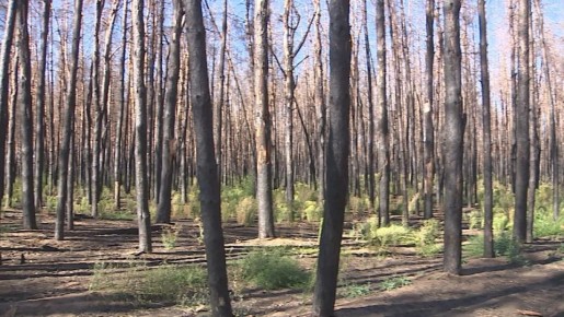 ������������� ���� ������������� � ������� ��������������� � ��������� �������