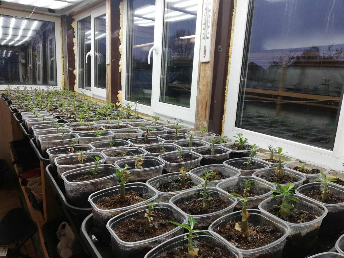 Как подготовить адениумы к зимовке