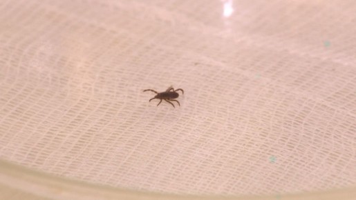 � ������������� ������� �������� ����� ���������� ������