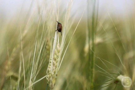 ������ ������� ����������� ������ ������ � ������������� �������, �������� �����-������ ���������� ���������������� �� �������