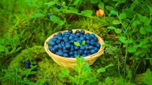 ����� ��� ���������: ���������� ���������� �� �������